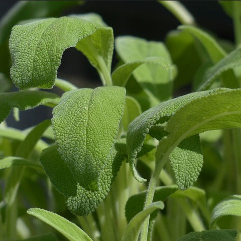 Green sage plant in close-up