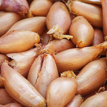a group of banana shallots with brown skins