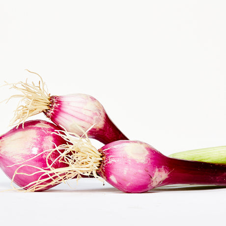 A group of three purple spring onions