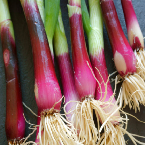 A group of red spring onions