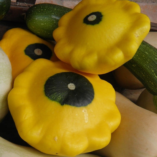 Yellow bush scallop squash fruits with a green center, displayed in a group.