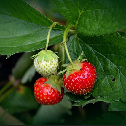 A cluster of red strawberries on the vine with green leaves.