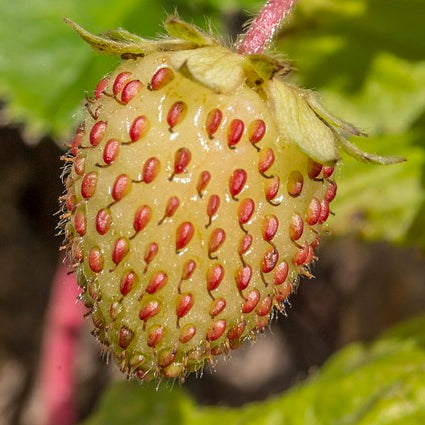 yellow strawberry