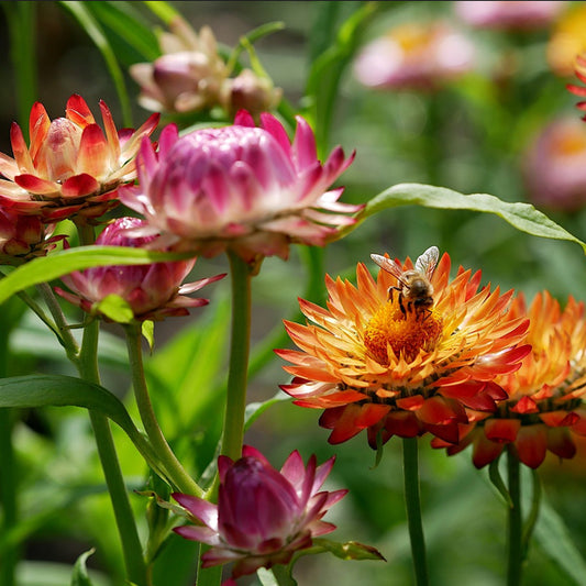 giant mixed-coloured straw flowers on a  blurred background