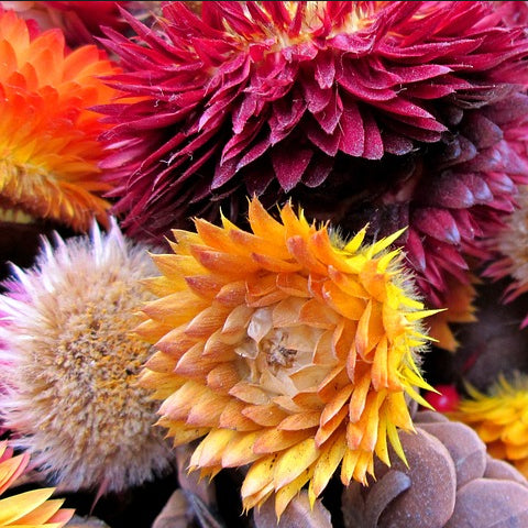 A close-up of Straw Flowers (Helichrysum) in bloom, showing off-white, yellow, and red colors.