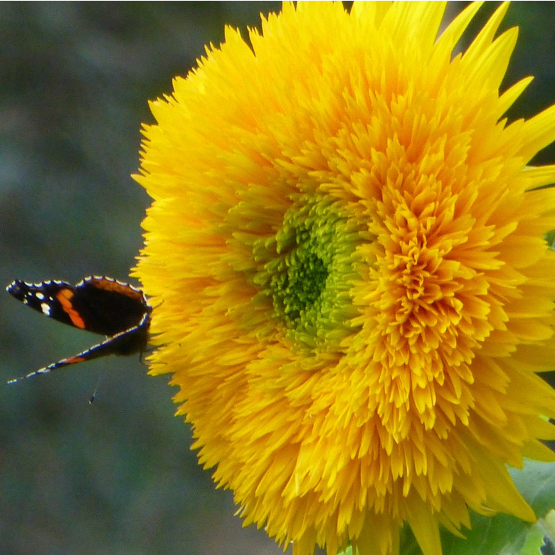 close-up of yellow teddy bear sunflower with butterfly on blurred background