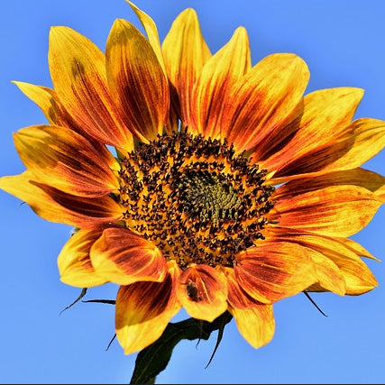 close-up of autumn beauty sunflower on blue-sky background