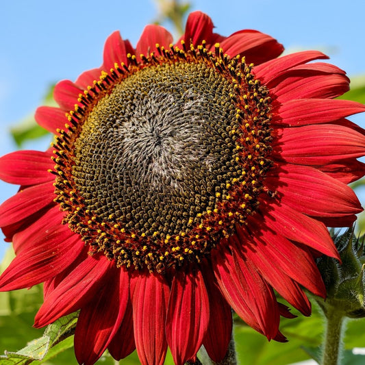 close-up of red sunflower on blurred background