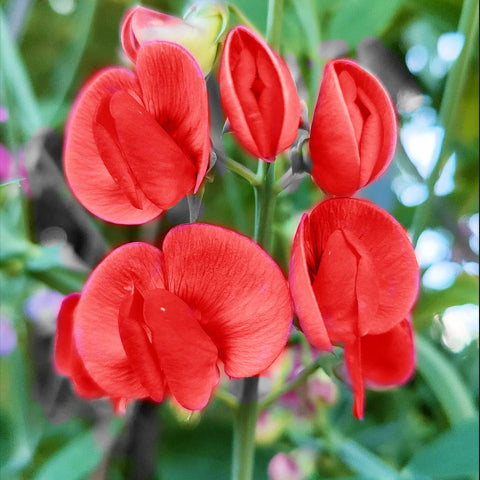 A cluster of dark crimson sweet pea flowers fully bloomed and in bud stage, with green leaves in the background.