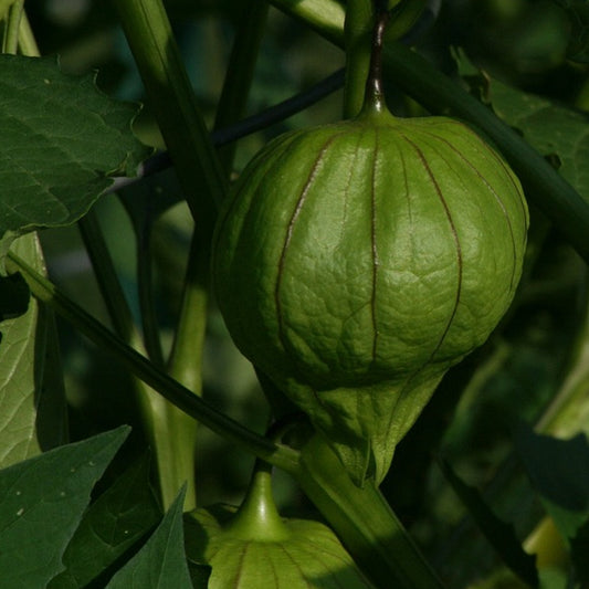 tomatillo verde fruit on the vine