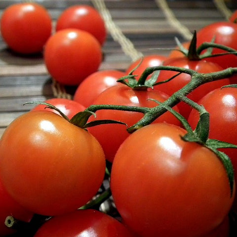 gardeners delight tomatoes on the vine