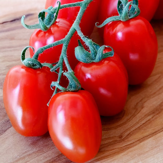 a group of giant grape tomatoes on the vine