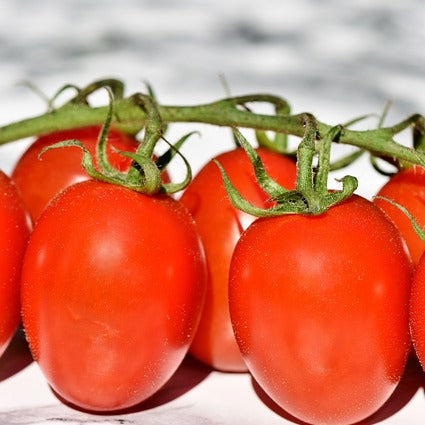 Harvest Principe Borghese Tomatoes on the vine