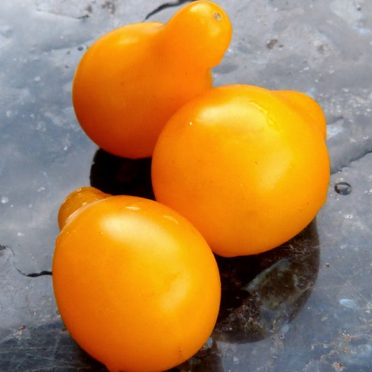 Three yellow pear-shaped tomatoes on a dark surface.
