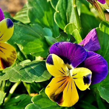 A close-up image of Viola 'Johnny Jump Up' flowers, displaying purple, yellow, and white colors.