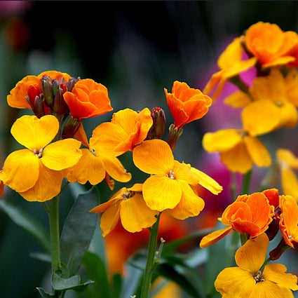 A close-up of orange and yellow wallflower flowers with green foliage.