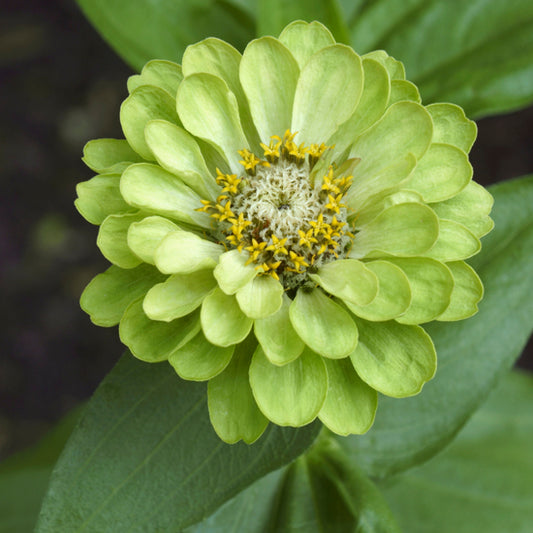 close-up of a Zinnia envy flower in a garden setting