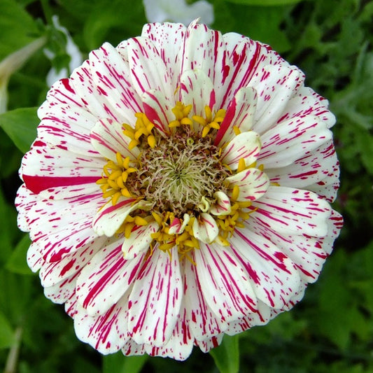 pink and white zinnia peppermint sticks flower in close-up