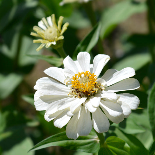 Zinnia Polar Bear