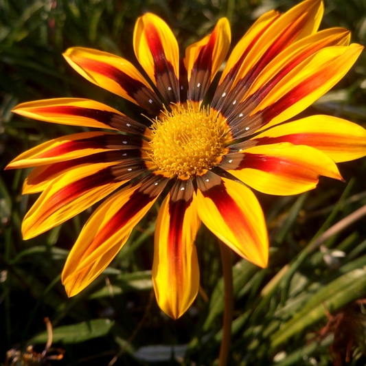 african daisy petals in close-up