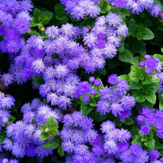a mass of ageratum blue mink flower heads