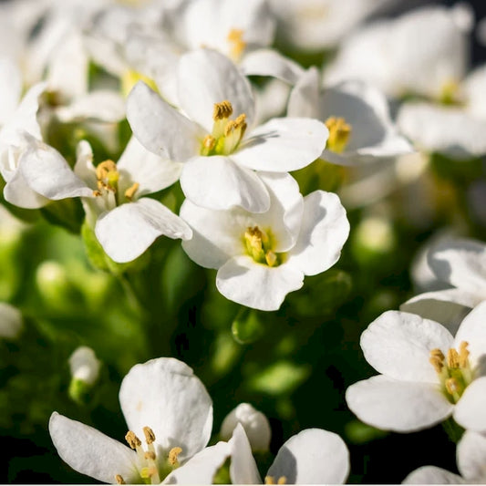 Pure white Alyssum Carpet of Snow flowers in close-up