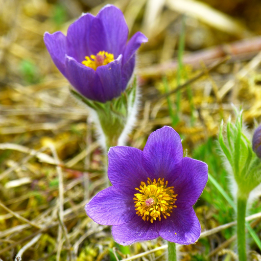 anomone pulsatilla flowers