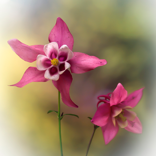 aquilegia columbine flowers