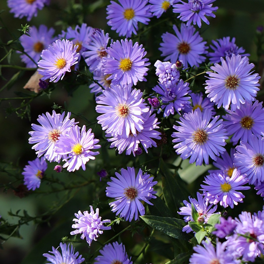 lilac aster flowers