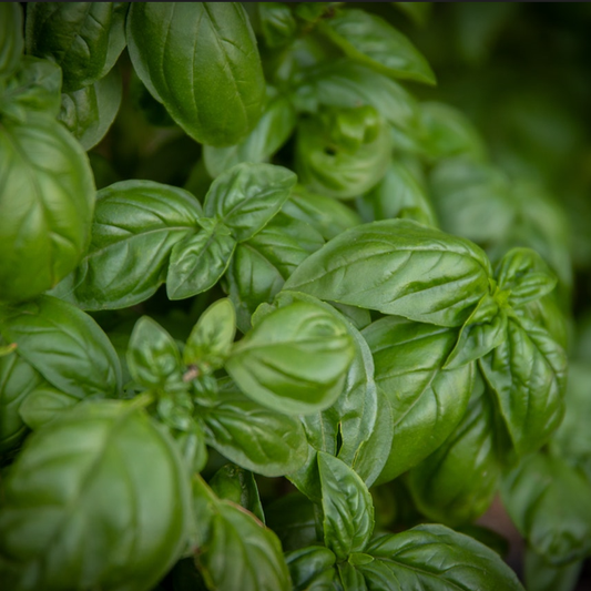 green basil leaves