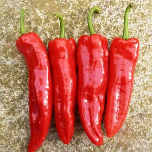 A group of four bright red Rokita peppers with green stems, displayed on a textured background.