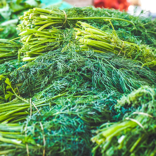 Bunches of fresh dill with green stems and leaves displayed.