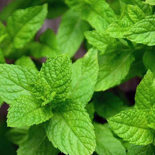 Close-up of vibrant fresh mint peppermint leaves