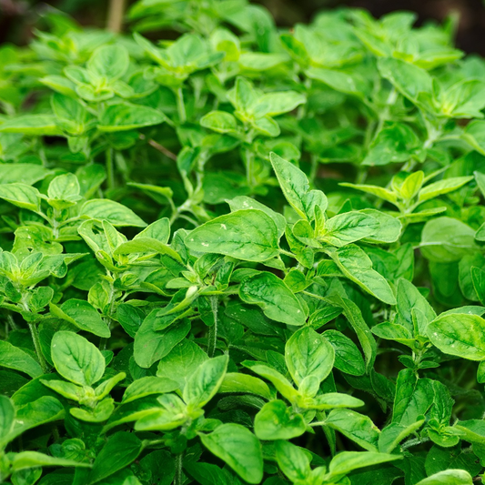 A large oregano plant showcasing its vibrant green foliage
