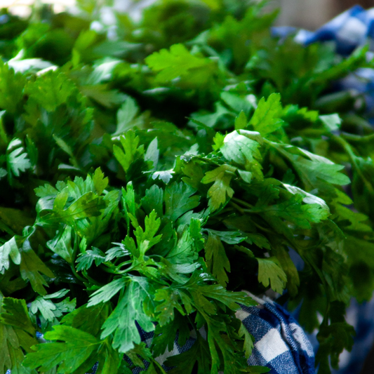 A bunch of fresh flat leaf parsley on a blue and white cloth