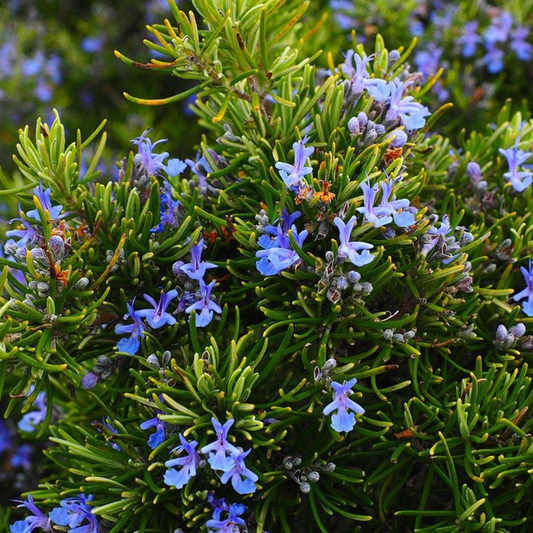 Flowering rosemary plant in herb garden