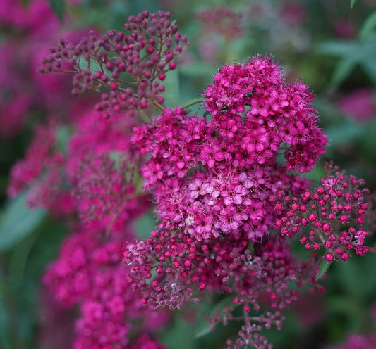 Alyssum Royal Carpet in close-up