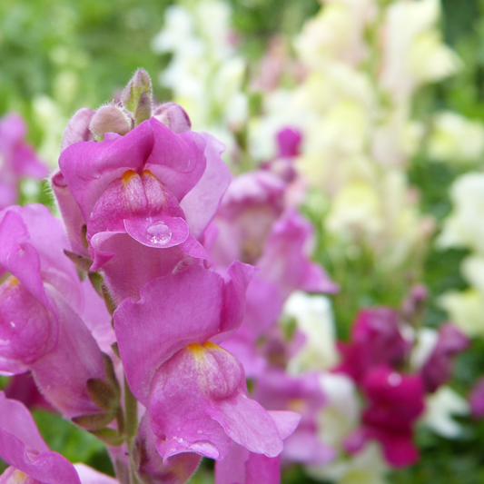 antirrhinum tetra blooms in close-up