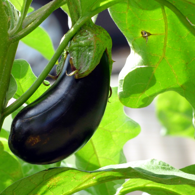 single aubergine fruit on vine