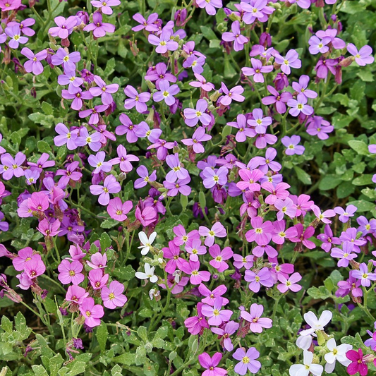 A garden bed with a dense planting of Aubretia Cascade Mix flowers displaying shades of blue, lilac, pale pink, and deep cerise.