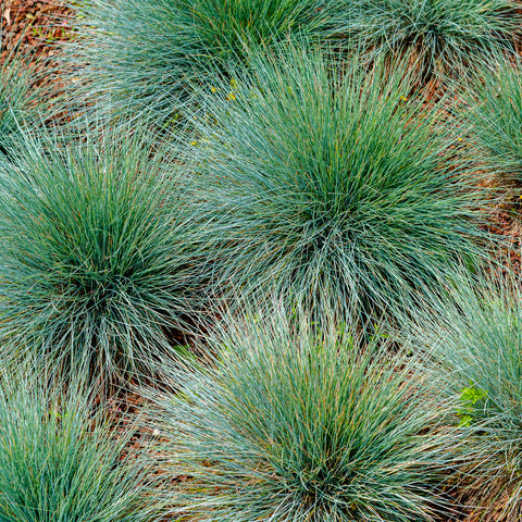 Clumps of Blue Fescue grass with a bluey green tinge