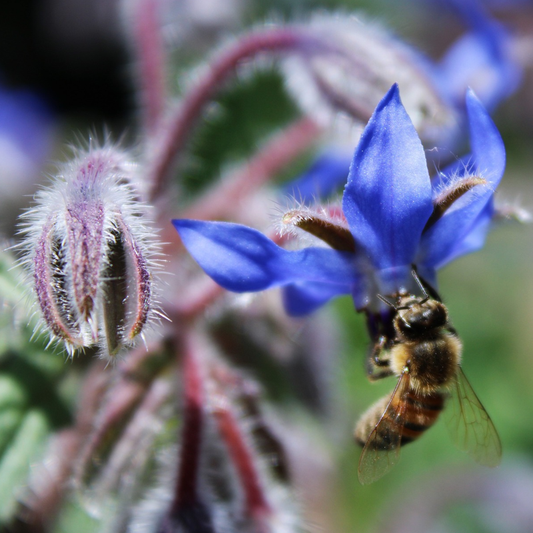 close-up of a blue borage flower with bee on a blurred background