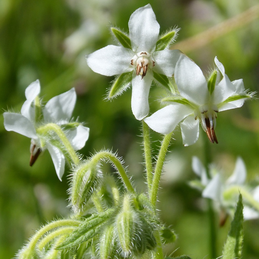 Close-up of Borage White flowers, which are star-shaped and white, with green foliage.