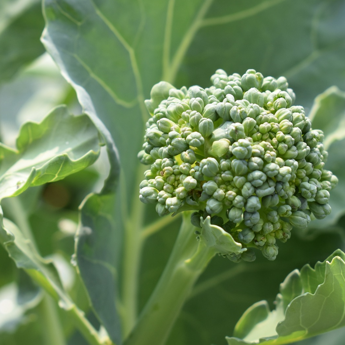 green sprouting broccoli stalk