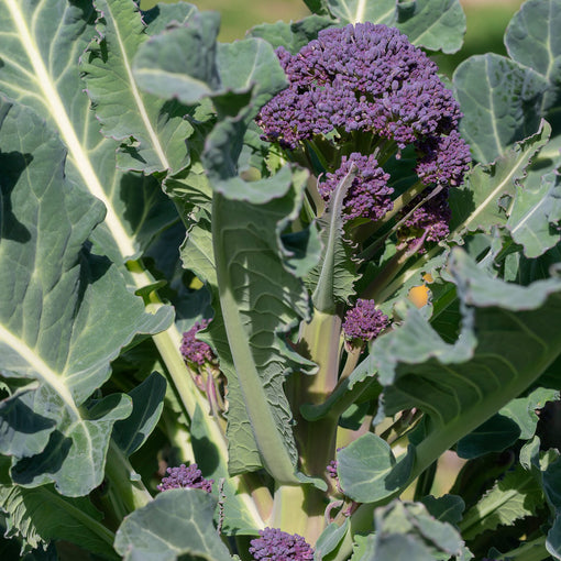 purple broccoli stalks among leaves on plant