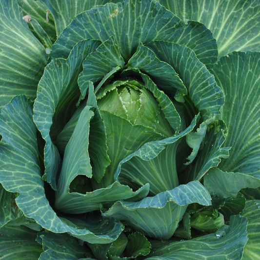 A dark green, firm, pointed cabbage head ready for harvest.