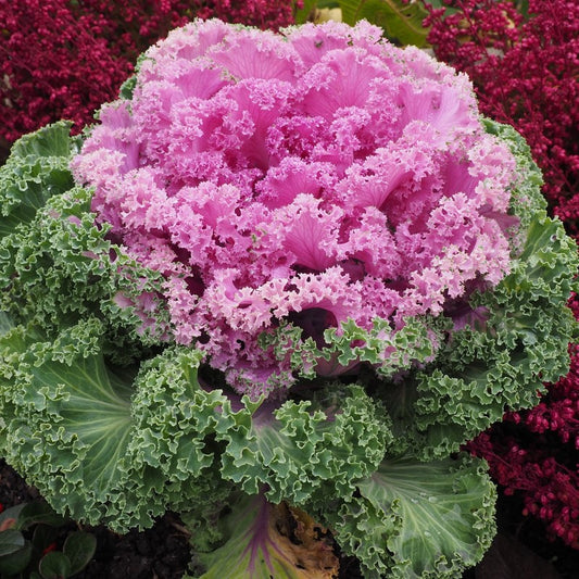 ornamental cabbage with frilled green and pink leaves in  garden bed