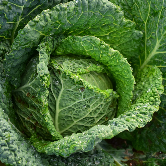 A close-up image of a Savoy cabbage with deeply crumpled dark green leaves.