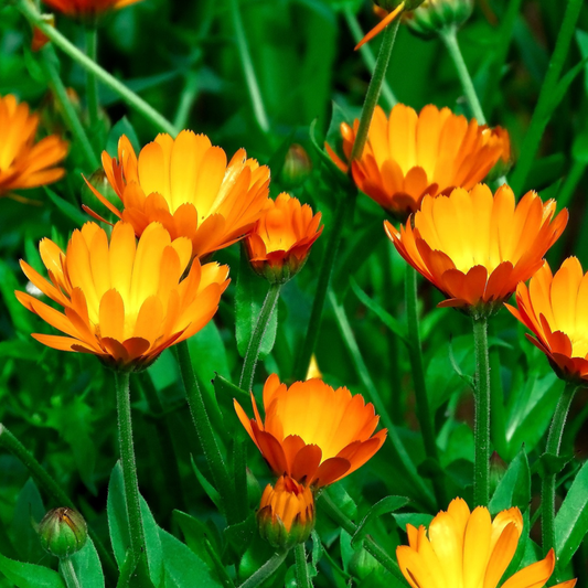 A group of orange calendula flowers with green leaves.