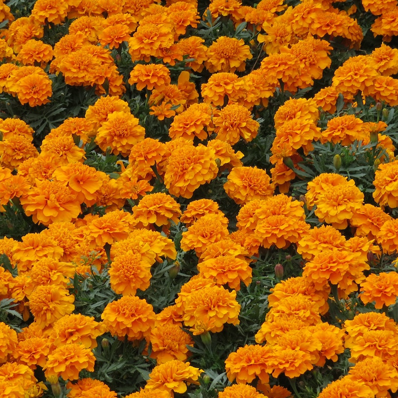 several orange king marigold flowers
